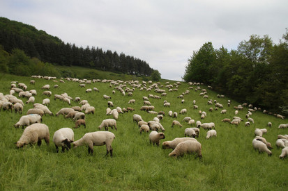 Schafe/Ziegen