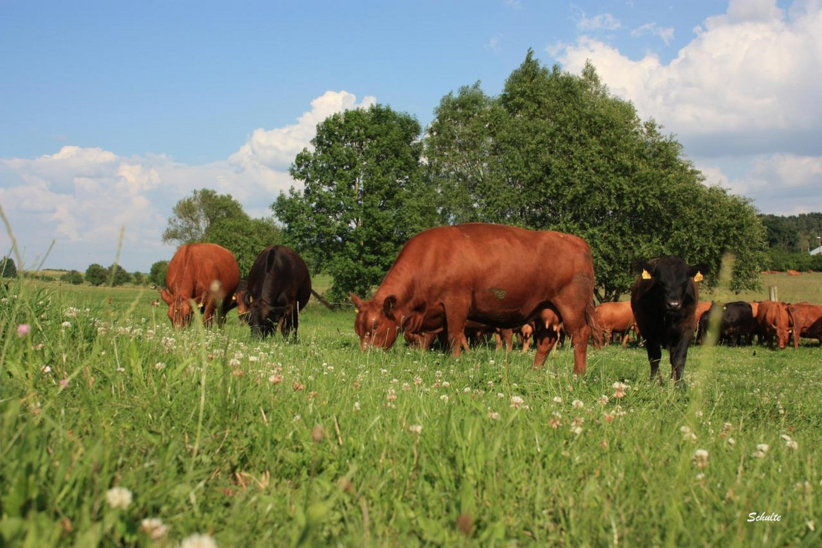 Nutztiere Sind Unverzichtbar . Landwirtschaftskammer Rheinland-Pfalz