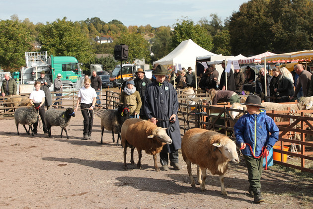 Schaftag am 619. Lukasmarkt in Mayen