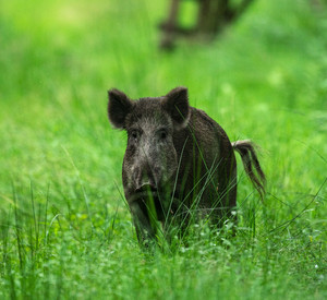 In Hessen ist bei einem Wildschwein der ASP-Erreger nachgewiesen worden