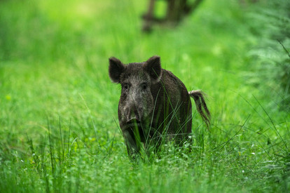 Update ASP: Hinweise des MKUEM hinsichtlich der Maisernte in den ASP Sperrzonen