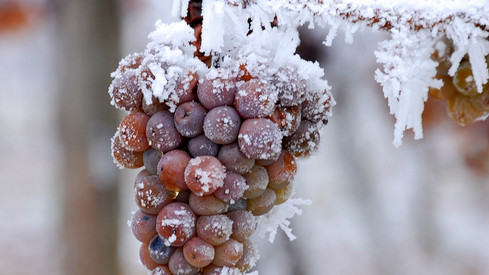 Leichtes Plus bei der „Wette auf Eiswein“