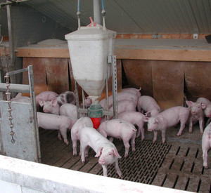 Schweine PigPort