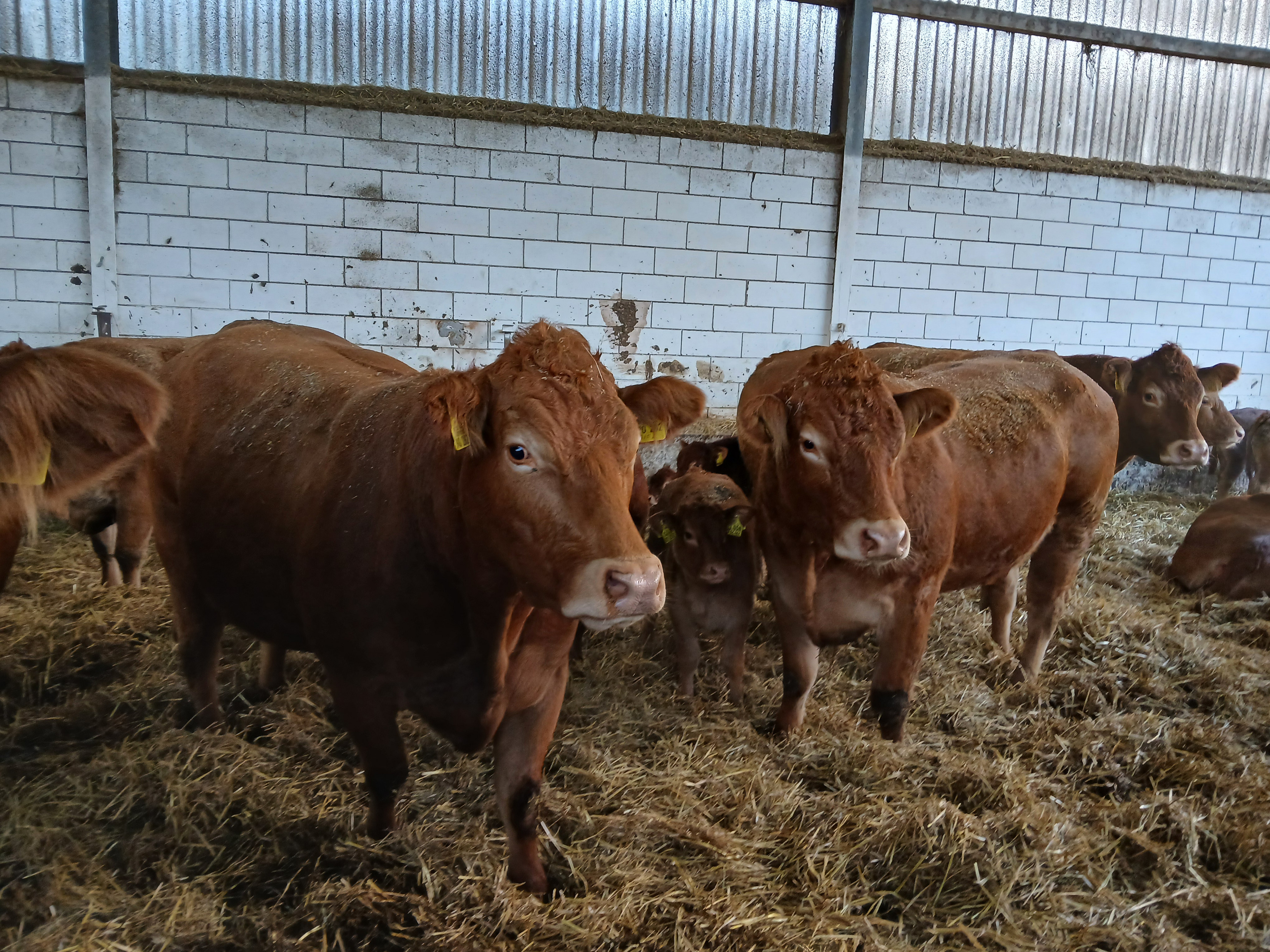 2 Limousin im Stroh