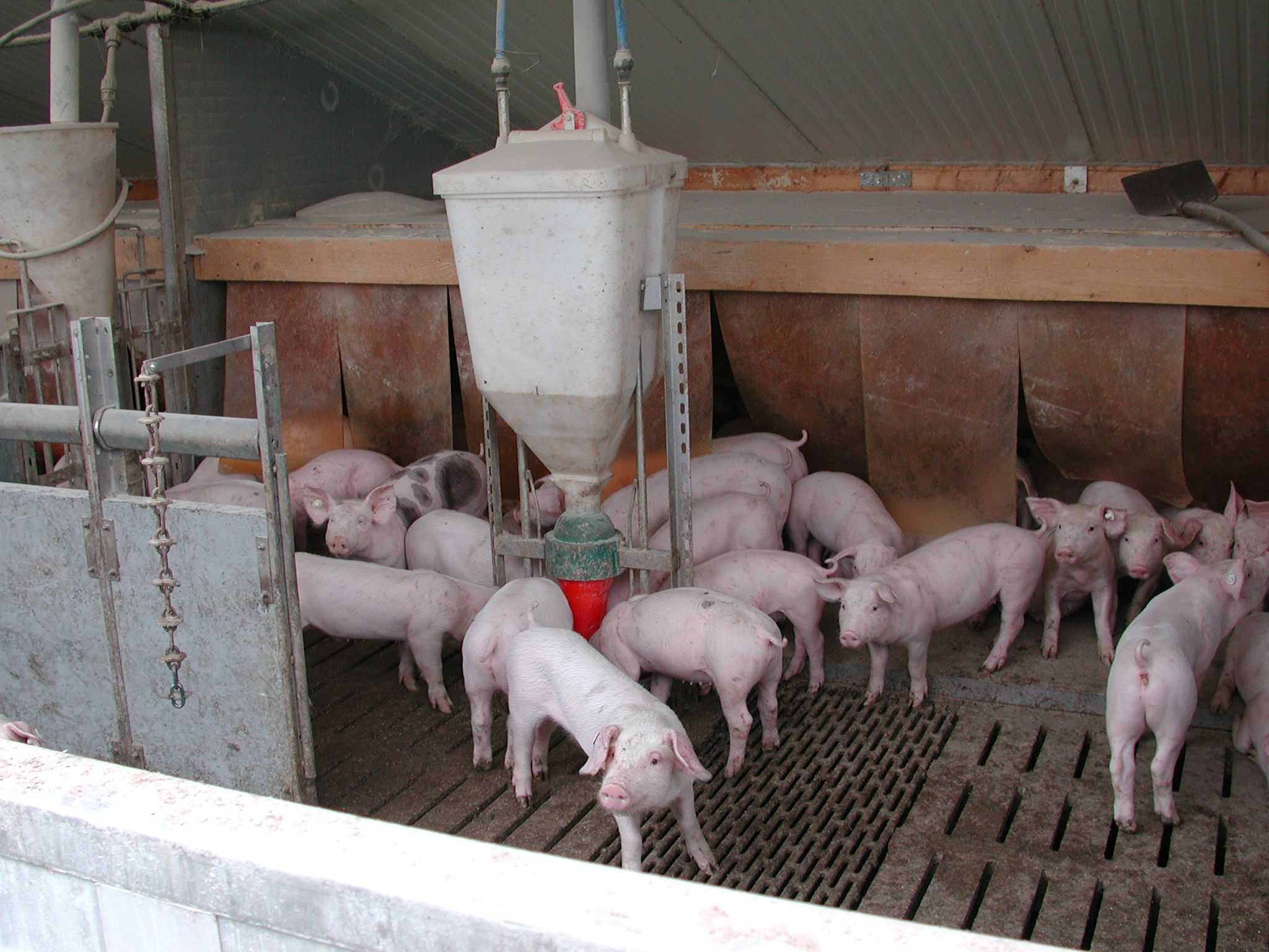 Schweine PigPort