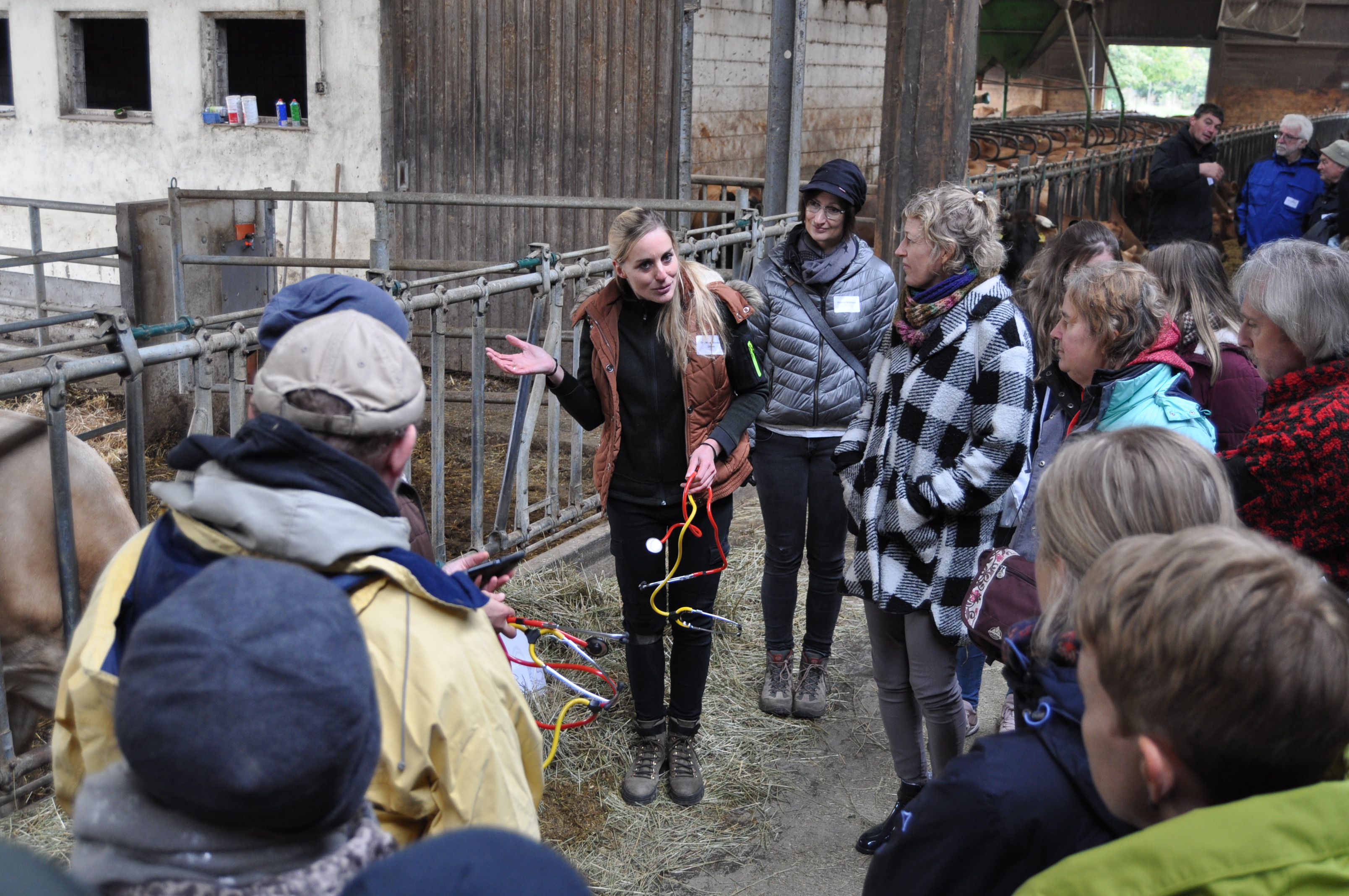 Mit dem Stethoskop im Kuhstall